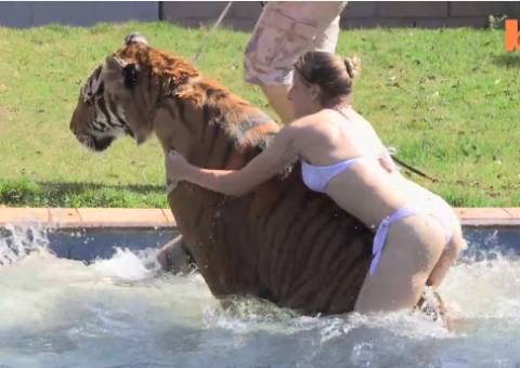 Família brasileira divide casa com 7 tigres